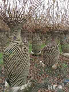 45公分紫薇花瓶