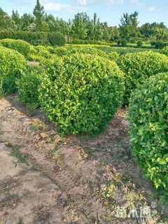 冠幅180厘米金叶女贞球