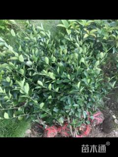 高度40厘米大叶黄杨小苗