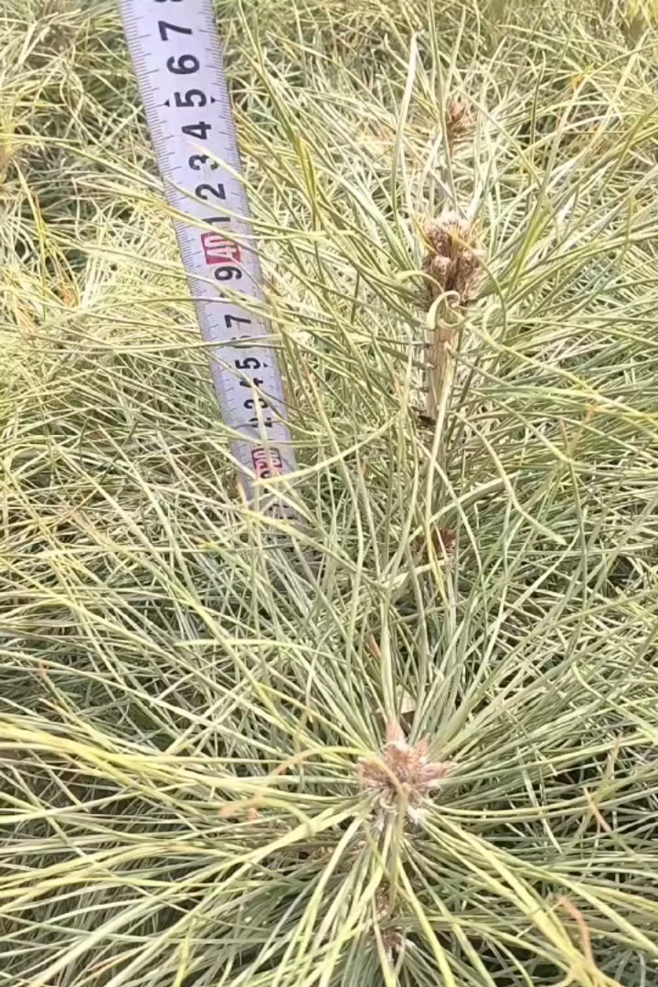高度20厘米油松