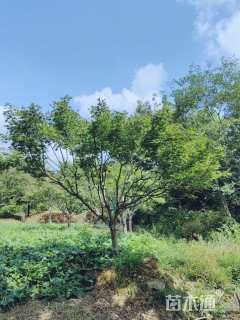 12公分中国红枫