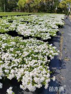 高度5厘米丛生福禄考