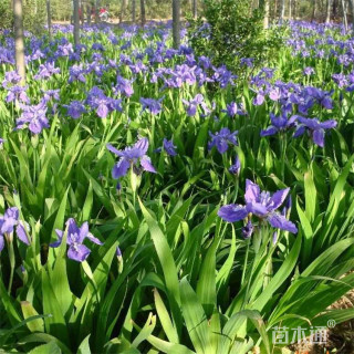 高度45厘米德国鸢尾