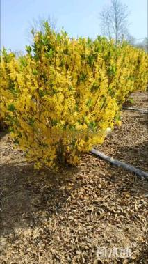 高度100厘米连翘