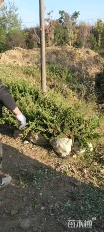 高度30厘米铺地柏