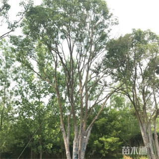 高度400厘米丛生大叶女贞