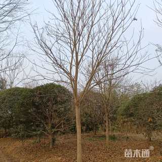 18公分无患子