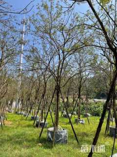 15公分黄花风铃木