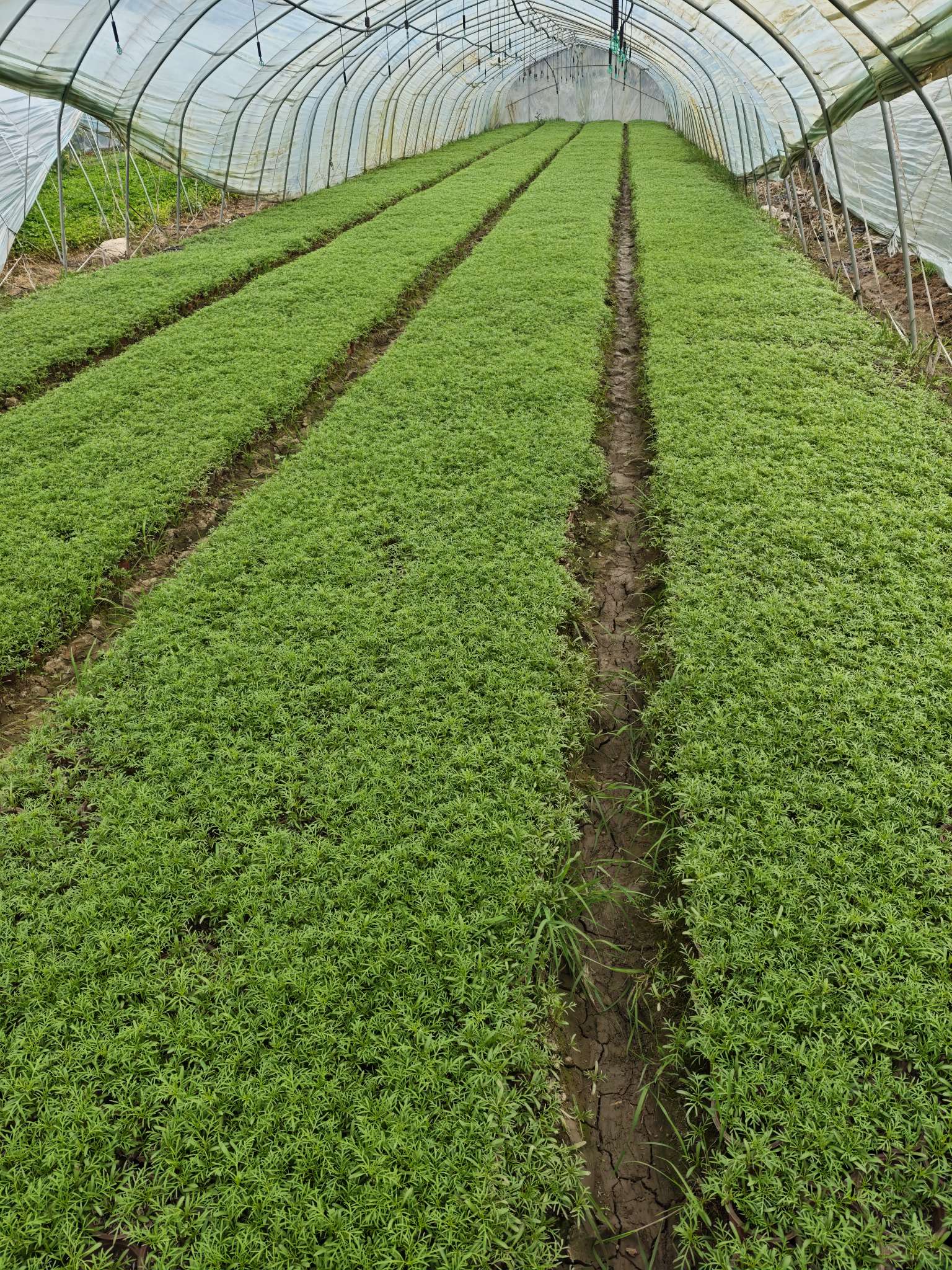 高度15厘米波斯菊