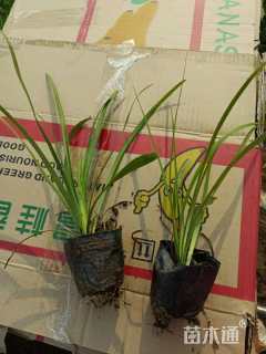 高度20厘米阔叶麦冬草