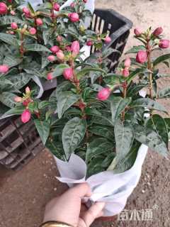 高度40厘米倒挂金钟