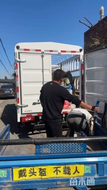 高度15厘米筋骨草