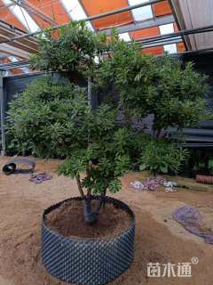 高度150厘米杜鹃