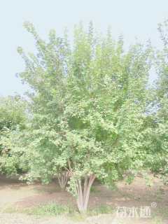高度500厘米丛生元宝枫