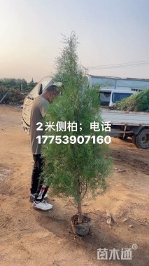 高度60厘米侧柏小苗