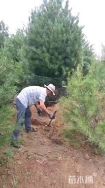 高度500厘米白皮松