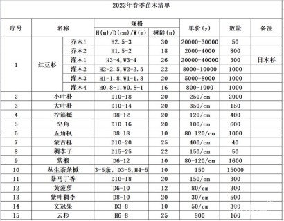 10公分五角枫