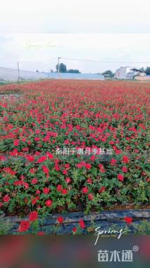 高度40厘米大花月季