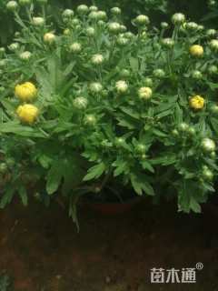高度30厘米国庆菊