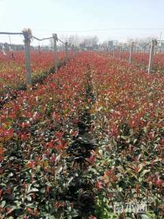 高度40厘米红叶石楠小苗