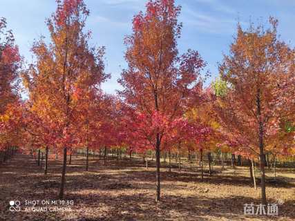 14公分美国红枫