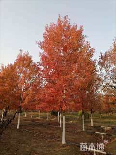 13公分美国红枫-十月光辉