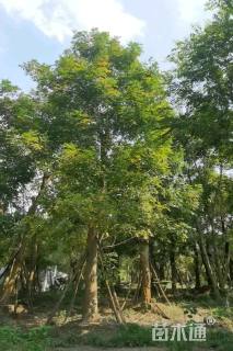 30公分菩提树