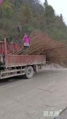 8公分金叶水杉