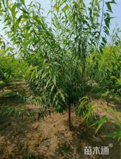 5公分山桃