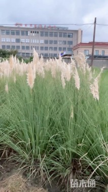 高度100厘米矮蒲苇