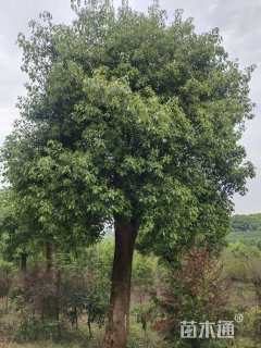 50公分香樟
