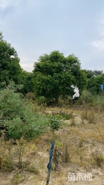 45公分丛生乌桕