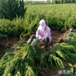 高度100厘米龙柏