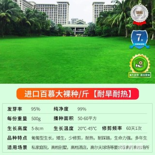 草坪种子