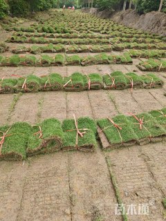 草块状中华结缕草