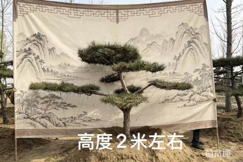 15公分造型松