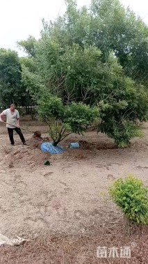 高度3厘米丛生金枝槐