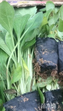 高度10厘米黑心菊