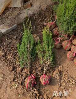 高度60厘米刺柏