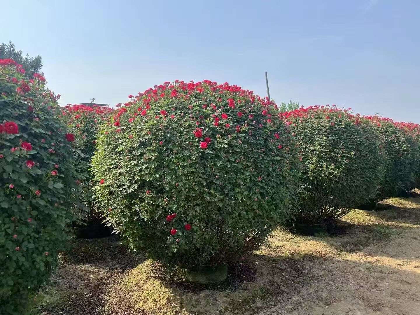 冠幅120厘米月季花球