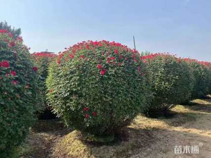 冠幅120厘米月季花球
