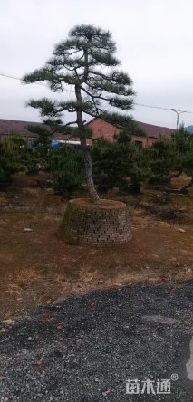 地栽苗白夹竹