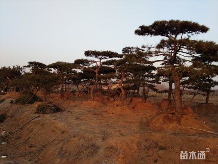 高度400厘米油松