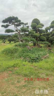 20公分造型椤木石楠