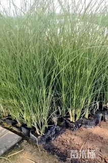 高度40厘米细叶芒