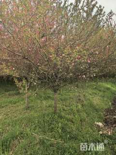 8公分红宝石海棠