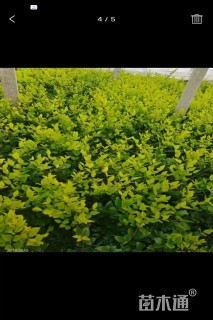 高度50厘米金叶女贞