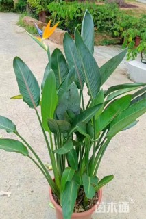 高度60厘米鹤望兰