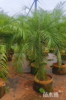 裸干高100厘米美丽针葵