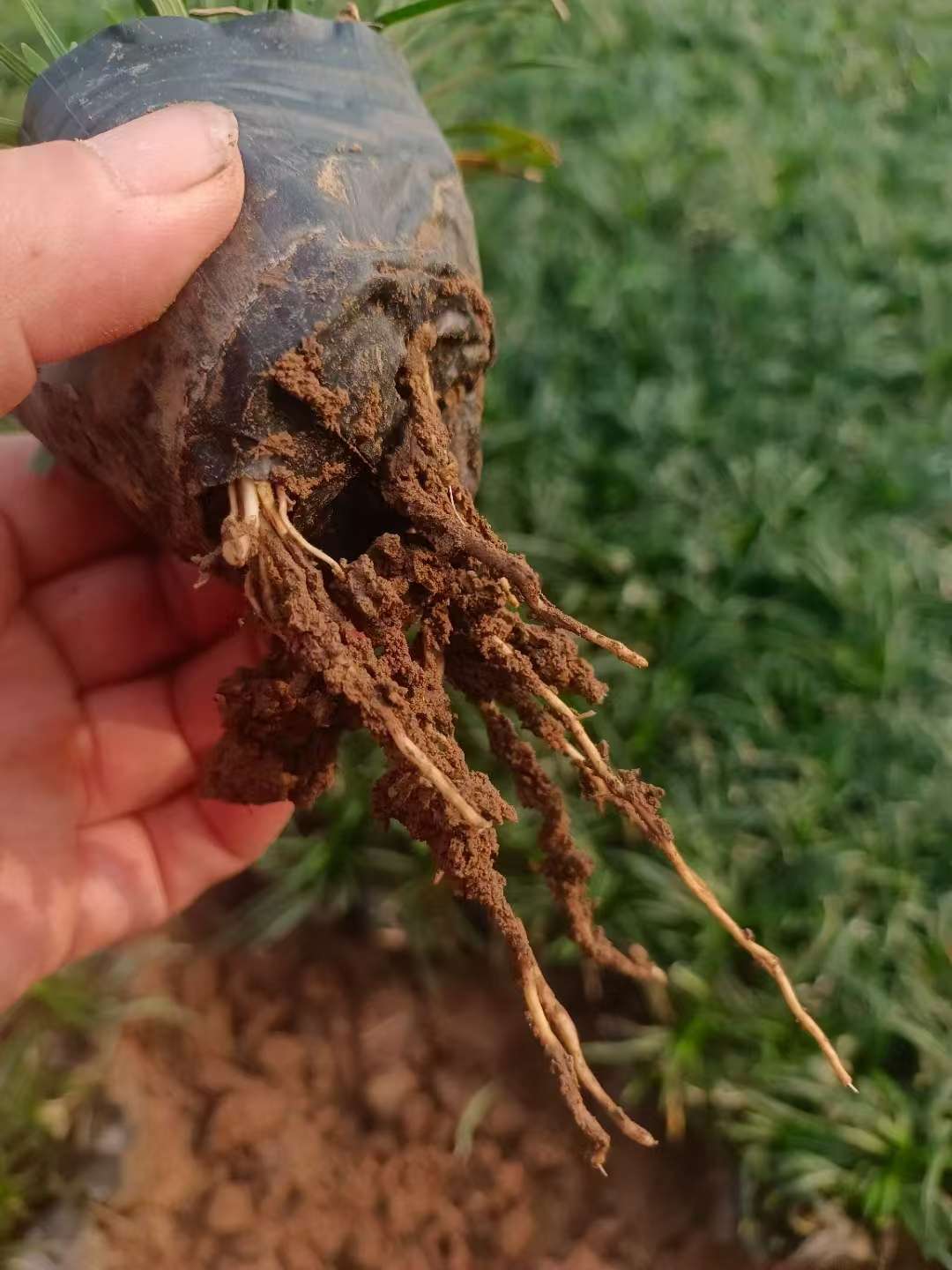 高度10厘米玉龙草